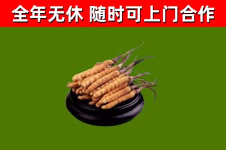 邯山回收冬虫夏草